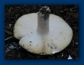 This mushroom is
umop apisdn